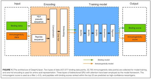 山东大学2019级软件工程应用与实践 基于人工智能的多肽药物分析的人工智能基础软件开发